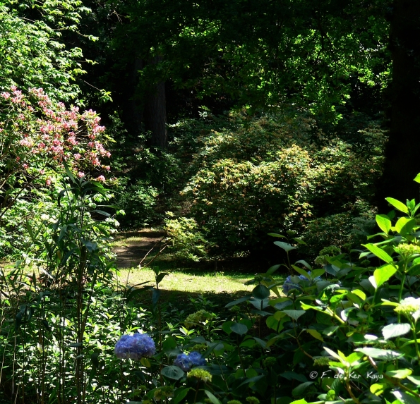 Bois des Moutiers (5) Summer 2012